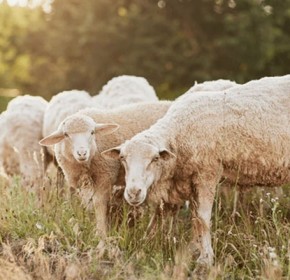 Κούμανι: Μετέφερε 16 αμνοερίφια χωρίς άδεια - Συνελήφθη άνδρας για παραβίαση μέτρων για την πρόληψη ασθενειών