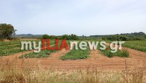 ΑΑΔΕ: Αναδρομική υπαγωγή αγροτών στο ειδικό καθεστώς ΦΠΑ - οδηγίες και διευκρινίσεις