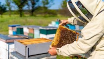 Ηλεία: Εξιχνιάστηκε κλοπή 14 κυψελών μελισσών σε περιοχή του Βαρθολομιού