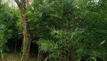 Ηλεία: Εντοπίστηκε οργανωμένη φυτεία κάνναβης σε αγροτική περιοχή - Δύο συλλήψεις [PHOTOS]