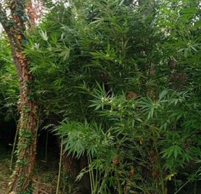 Ηλεία: Εντοπίστηκε οργανωμένη φυτεία κάνναβης σε αγροτική περιοχή - Δύο συλλήψεις [PHOTOS]
