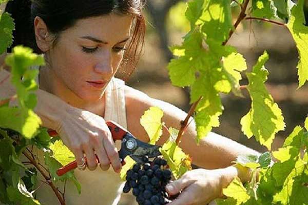 Ασφαλιστικό: Αλλάζουν οι εισφορές για 100.000 εργάτες γης