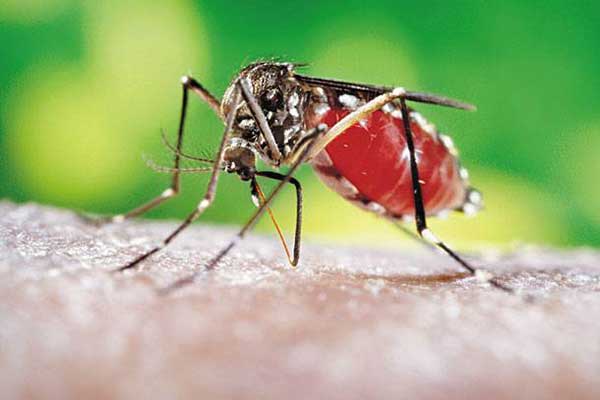 Ενημέρωση του Ιατρικού Συλλόγου Πύργου-Ολυμπίας για μέτρα προφύλαξης από κουνούπια που μεταδίδουν ελονοσία