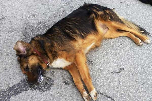 Αμαλιάδα: Ο Δήμος Ήλιδας καταδικάζει τις δηλητηριάσεις αδέσποτων σκύλων