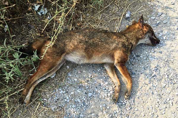 Οικολόγοι Πράσινοι Ηλείας-Ζαχάρω: Ας εργαστούμε για μια ζωντανή και παραγωγική ύπαιθρο αντί να φωνάζουμε για τσακάλια