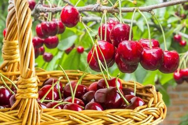 8 τροφές που καταπολεμούν τα ηλιακά εγκαύματα