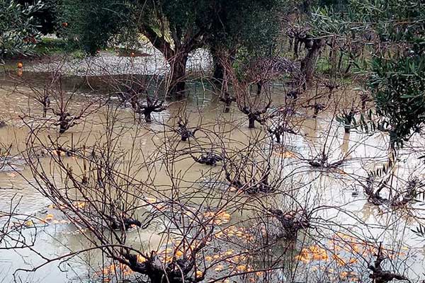 50255267 10215671611001325 7866032405608398848 n