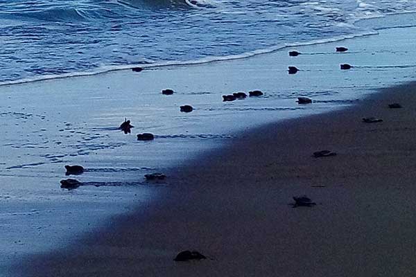 Τα τελευταία αργοπορημένα χελωνάκια  του Εθνικού Πάρκου Κοτυχίου-Στροφυλιάς για το 2016