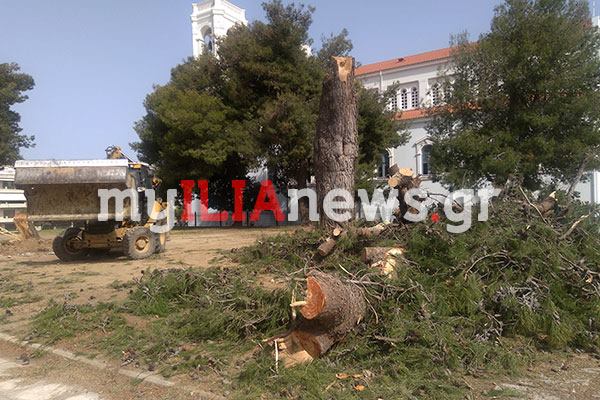 Η Περιβαλλοντική Δράση Ηλείας για την κοπή των πεύκων στο Επαρχείο