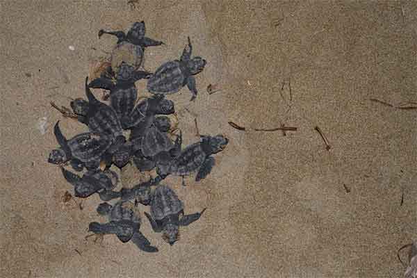 Φ.Δ. Κοτυχίου-Στροφυλλιάς: Έκκληση για την αποφυγή οχημάτων εντός των παραλιών του Εθνικού Πάρκου Κοτυχίου-Στροφυλιάς. Προσοχή θαλάσσια χελώνα Caretta caretta!