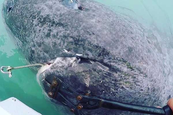 «Ψάρεψαν» καρχαρία 512 ετών - Το γηραιότερο εν ζωή πλάσμα στον κόσμο