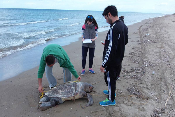 Πραγματοποιήθηκε η εθελοντική καταγραφή για τις εκθαλασσωμένες Caretta caretta