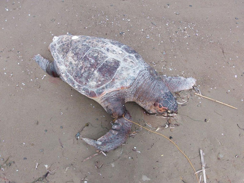 ΝΕΚΡΗ-ΧΕΛΩΝΑ