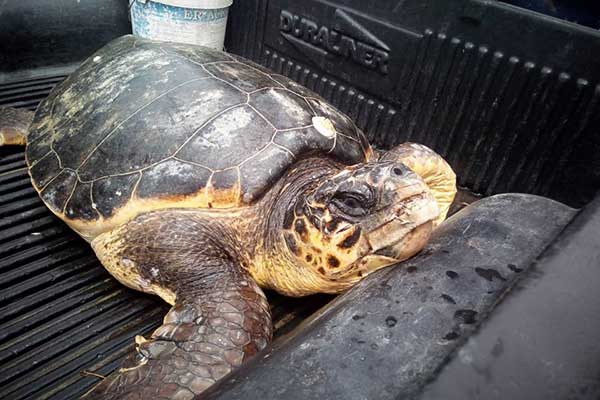 18403165 777485819097905 310696604261563819 n