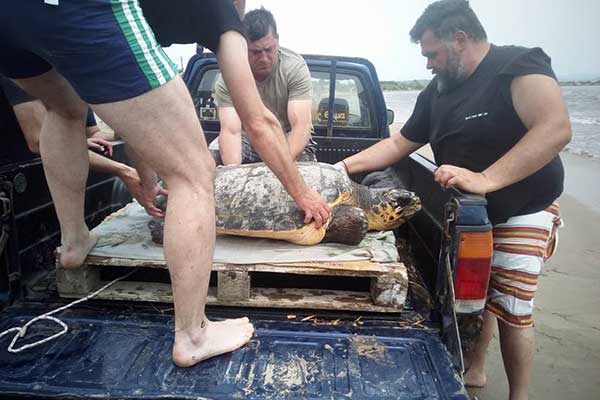 Αλκυώνα Κατακόλου: Χελώνα caretta-caretta ξεβράστηκε στην παραλία