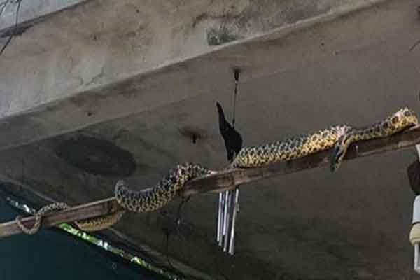 Γέμισε με φίδια η Σμύρνη - Πώς συνδέονται με τον μεγάλο σεισμό (ΦΩΤΟ)