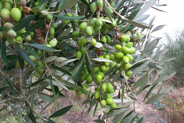 Κάτω από τα 3 ευρώ η τιµή ελαιολάδου τον Απρίλιο