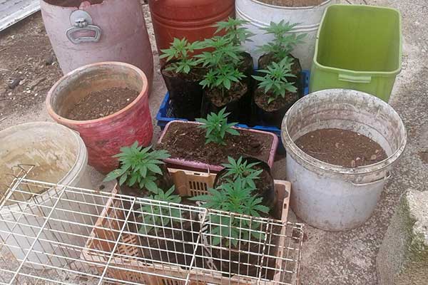 14052019dytkannabi001