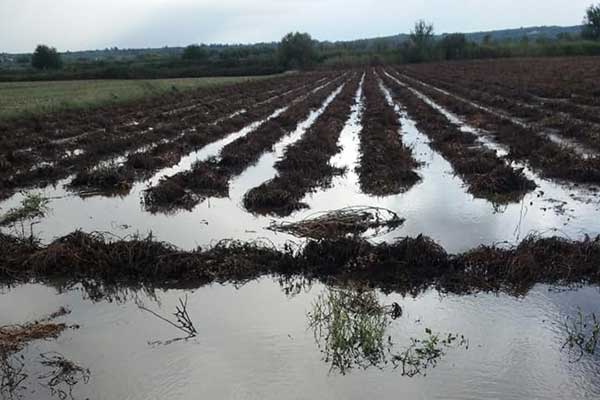 245335676 934903130434380 2168554235226984957 n