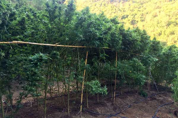 16092019-dyt ell fyteia002