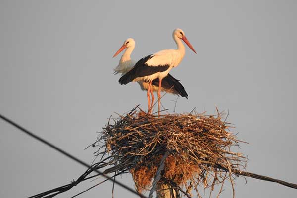 Εθνικό Πάρκο Υγροτόπων Κοτυχίου – Στροφυλιάς: Λευκοί πελαργοί φώλιασαν ξανά 