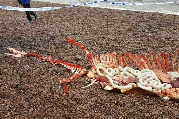 Βρέθηκε νεκρό το τέρας του Λοχ Νες;