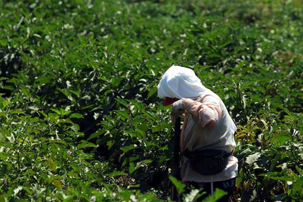 Εφάπαξ βοήθημα 1000 ευρώ και σε 1.185 πολύτεκνες αγρότισσες του ΟΓΑ