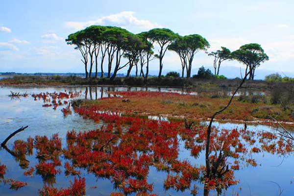 Ο ρόλος του ΦΔΥΚΣ στην αποτελεσματική φύλαξη του Εθνικού Πάρκου Υγροτόπων Κοτυχίου – Στροφυλιάς