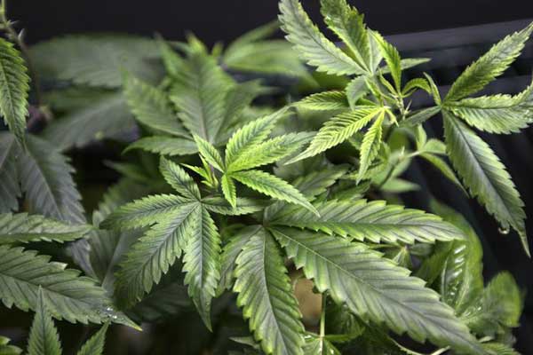 Ολλανδία: Νόμιμη η καλλιέργεια της μαριχουάνας με απόφαση της Βουλής  