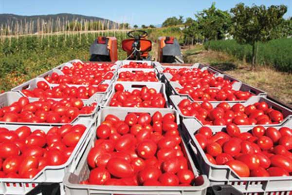Δασµοί πελτέ και µείωση εξαγωγών «χτυπούν» τη ντοµάτα