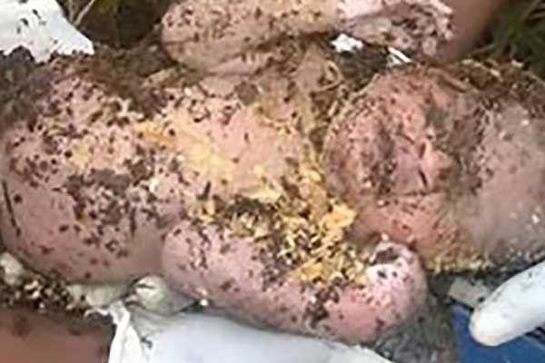 Φωτογραφία-σοκ: Εθαψε ζωντανό το μωρό της και οι συνάδελφοι της το έσωσαν τρεις μέρες μετά