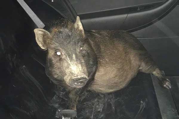 Ασυνήθιστη κλήση στην αστυνομία: Με ακολουθεί ένα γουρούνι, δεν ξέρω τι να κάνω -«Συνελήφθη» ο... δράστης [εικόνα] 