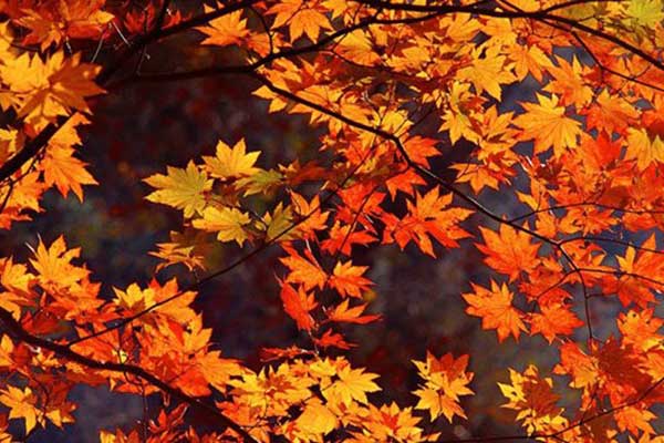 Μπαίνει και επίσημα το φθινόπωρο σήμερα Πέμπτη με την φθινοπωρινή ισημερία 