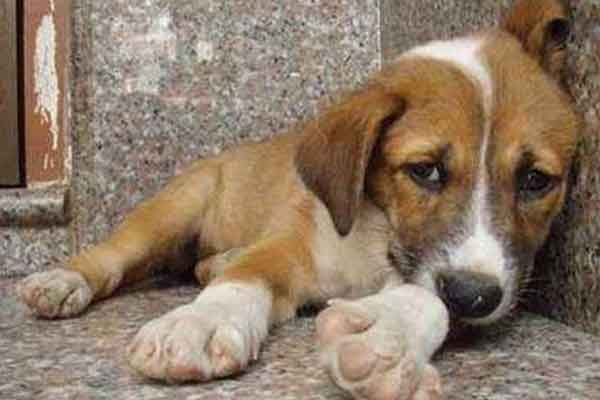 Ένας χρόνος φυλακή για κακοποίηση σκύλου: Κρατούσε το ζώο έγκλειστο σε άθλιες συνθήκες