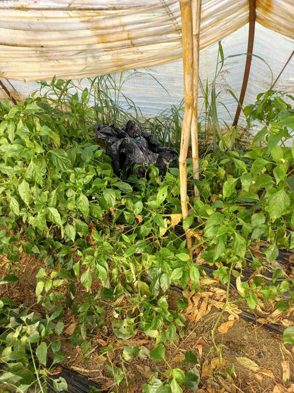 405869972 653586230296271 3559500066796345551 n