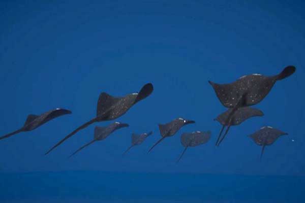 Φονικό σαλάχι: Η Τουρκία κατασκευάζει νέο υπερόπλο για να καταστρέφει τα πλοία του εχθρού