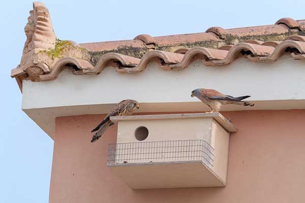 Φορέας Διαχείρισης Υγροτόπων Κοτυχίου-Στροφυλιάς: Δράση για το Κιρκινέζι στα Λεχαινά για 4η συνεχή χρονιά! [PHOTOS]