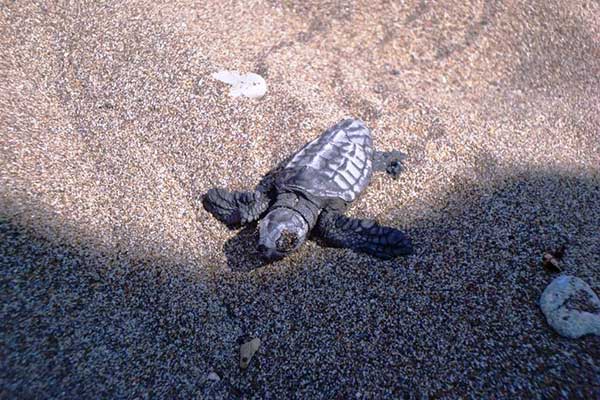 Έκκληση για την αποφυγή ανεξέλεγκτης κίνησης οχημάτων εντός των παραλιών του Εθνικού Πάρκου Κοτυχίου-Στροφυλιάς. Προσοχή θαλάσσια χελώνα Caretta caretta !!!