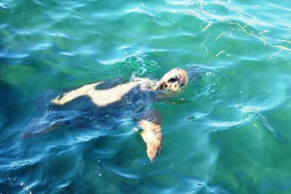 Σε εξέλιξη η ωοτοκία της θαλάσσιας χελώνας Caretta caretta στο Εθνικό Πάρκο Υγροτόπων Κοτυχίου Στροφυλιάς!