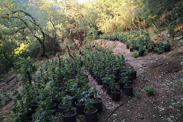 28062021ditikiell009