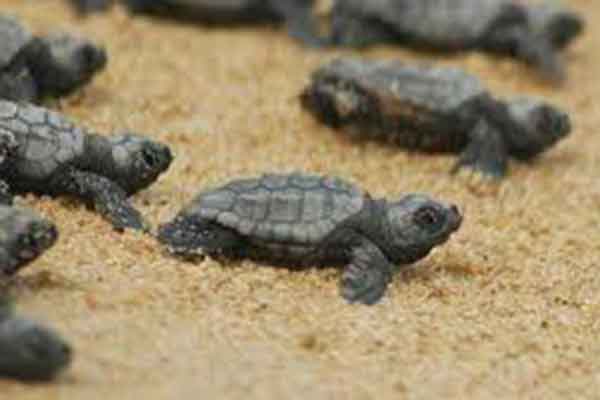 Tα πρώτα χελωνάκια της Πελοποννήσου ξεκίνησαν το ταξίδι τους από τον Κυπαρισσιακό κόλπο