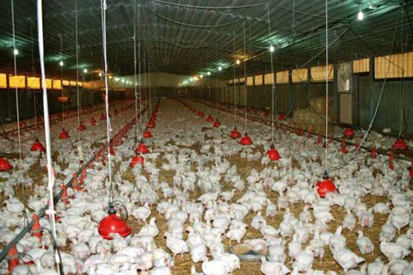 Συναγερμός για τη γρίπη των πτηνών που έφτασε στον Έβρο