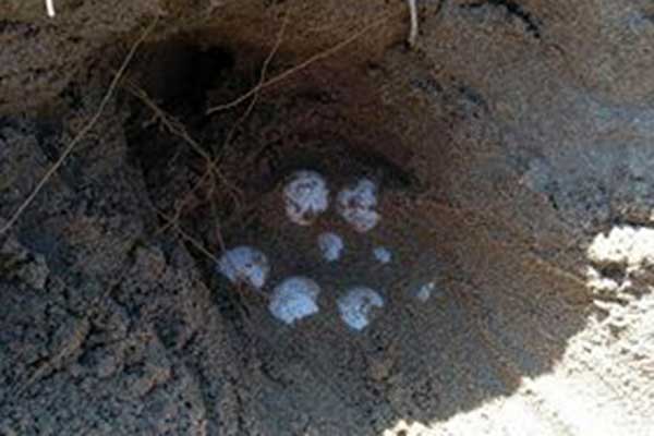 1η-φωλιά-caretta-24.05.2018 2