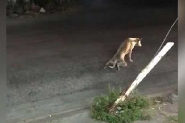 «Στα πράσα» πιάστηκε αδέσποτος σκύλος που παρίστανε τον ανάπηρο