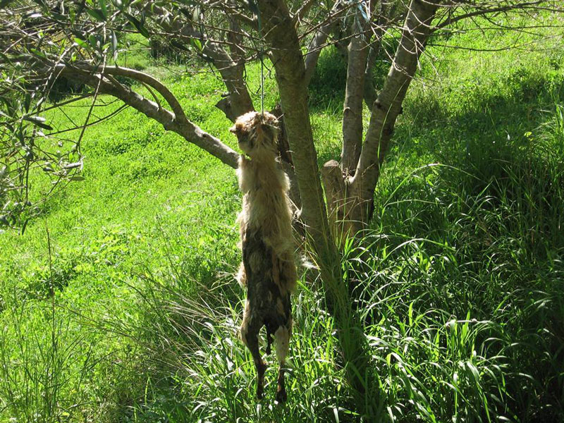 InoiPineiasKremasmenoSkyli-3