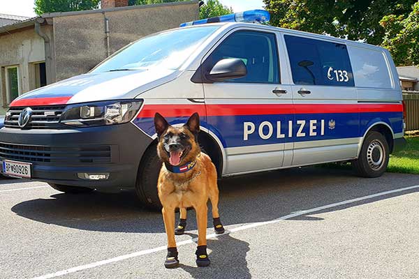 dog-lpd-wien