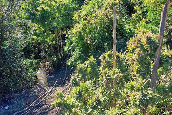 06102021dendriliahleia003