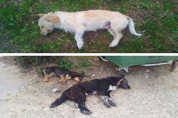 11 ζώα νεκρά από φόλες στη Βάρδα Ηλείας