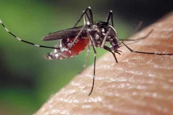 Πρόεδρος ΚΕΕΛΠΝΟ για ιό του Δυτικού Νείλου: Σήτες, εντομοαπωθητικά και μακριά μανίκια 