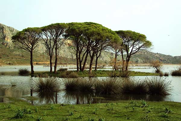 Παρέμβαση της ΟΙΚΙΠΑ για τα Σαμαρέικα στη Στροφυλιά - Ζητά την παρέμβαση του υπουργείου και καταγγέλλει παράνομη δράση στο δάσος